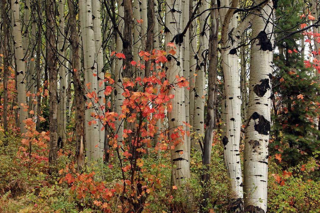 Raintree'S The Miners Club Park City Buitenkant foto